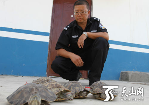 新疆博湖县查获一起非法贩卖外来龟案