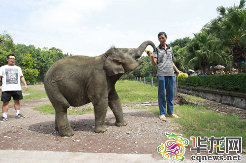 重庆动物园亚洲象宝宝明满一岁 它的名字叫庆