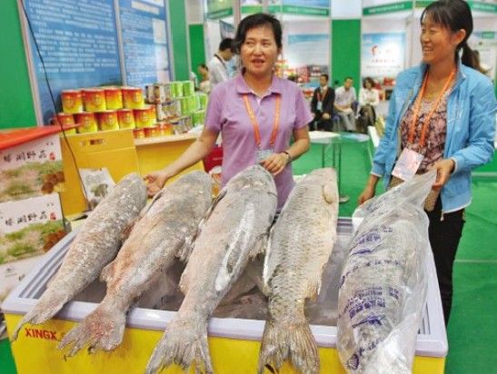 博湖大鱼游进亚博会