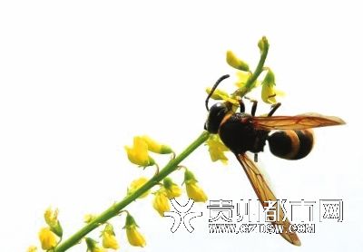 陕西杀人蜂为何肆虐