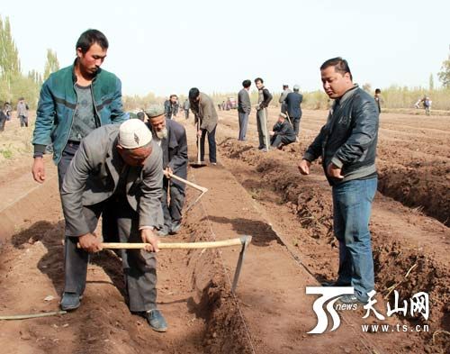 伽师县克孜勒博依乡千余名干群参加苗圃基地建设