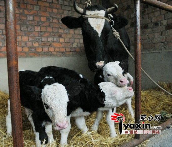 新疆乌鲁木齐县板房沟乡一母牛诞下三胞胎