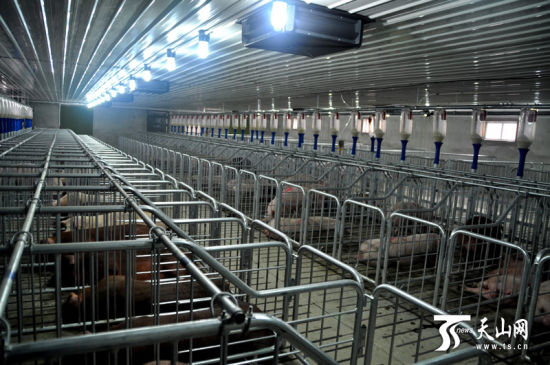 五师首家现代化大型生猪养殖场建成投入使用