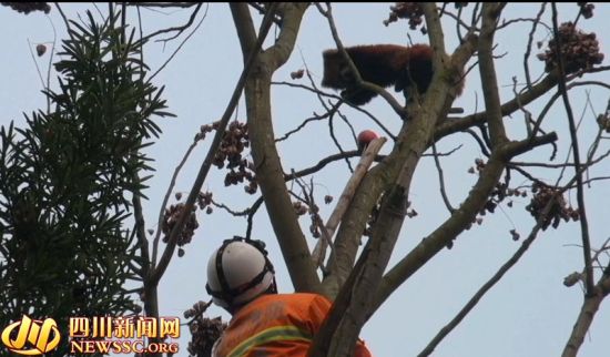 南充小熊猫迷失科技园消防官兵帮它回家