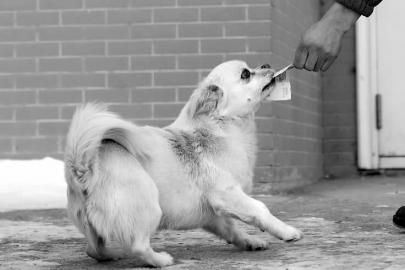 它能叼钱出去买吃的爱随行送报这不是传说