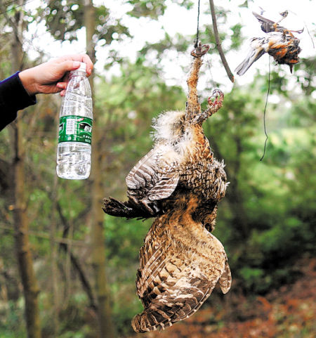 山上网捕鸟山下变野味