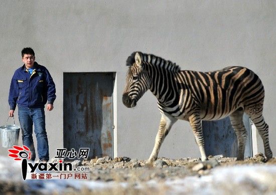 斑马别大声说话 新疆天山野生动物园饲养员吹