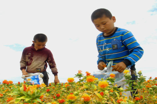 新疆裕民县学生暑假开展劳动实践活动