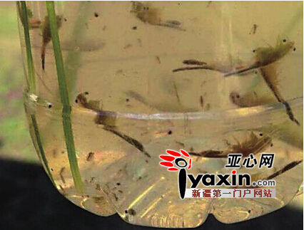 青河现史前生物仙女虾 学名枝额虫与恐龙同时