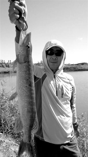 腾格里沙漠湿地钓出近1米长白斑狗鱼