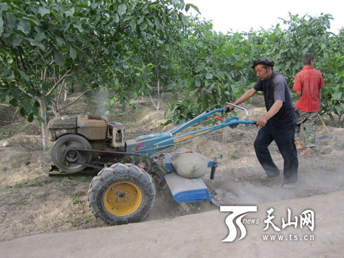 新和县加强核桃灌浆期管理