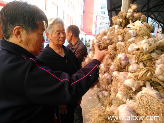 新疆阿勒泰市:"蒜你狠"喇嘛召紫皮大蒜一亩能卖一万多