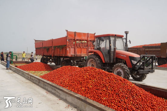 博湖县博斯腾湖乡农民自建番茄酱厂正式投产