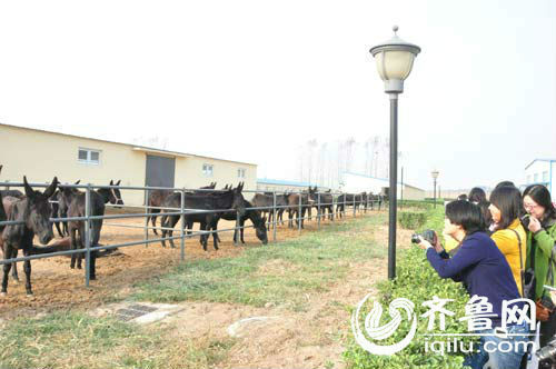 山东小村庄藏国家级黑毛驴繁育中心 项目获20