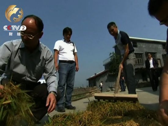 七位农业部水稻专家正给这些超级水稻测产量