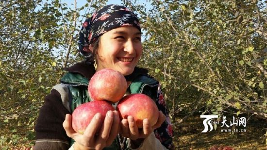 新疆阿克苏红旗坡苹果三年价格翻番