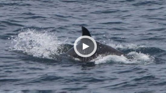 实拍杀人鲸冲上海滩吞吃男子 现场尖叫不断