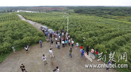 2015湖北网络行鄂州涂家垴镇荒山变身湖北第一蓝莓基地