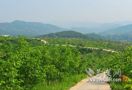 丹江口市蒿坪镇万亩清香核桃基地