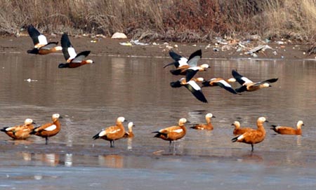 图文西宁市宁湖湖区迎来数百只过冬野鸭