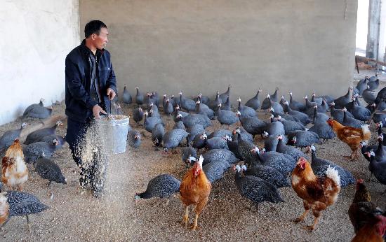 新疆塔城地区特色养殖场的饲养员在给珍珠鸡