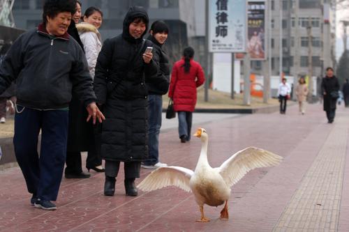 图文:soho遛鹅