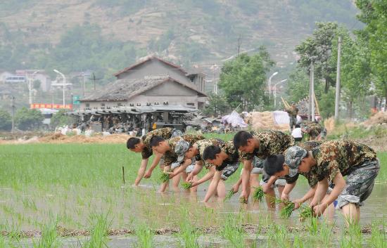 图文:战士帮助地震灾区安县永安镇的农民插秧