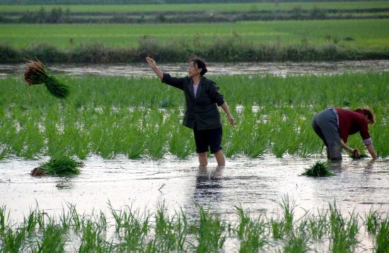 图文:汉中市勉县新街子村呼农民在稻田里插秧