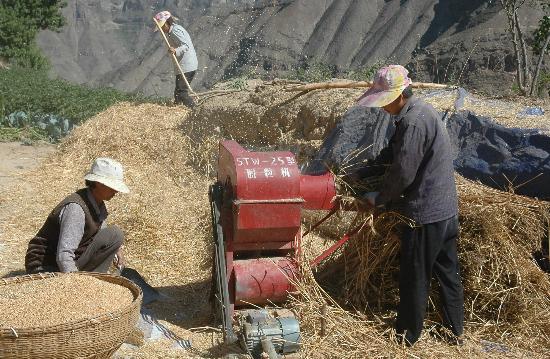 图文:村民正在对收割回的小麦进行脱粒