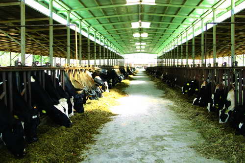 图文:黎明村开发奶牛养殖场