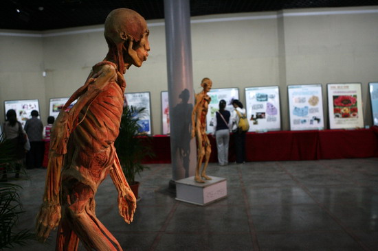图文:云南省博物馆举行的人体标本展