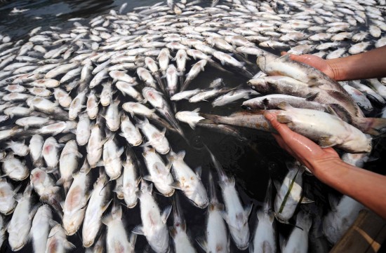 广西永福水污染造成大批鱼死亡