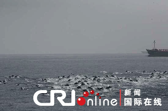 组图:可疑海盗船袭击中国商船遭千只海豚阻拦