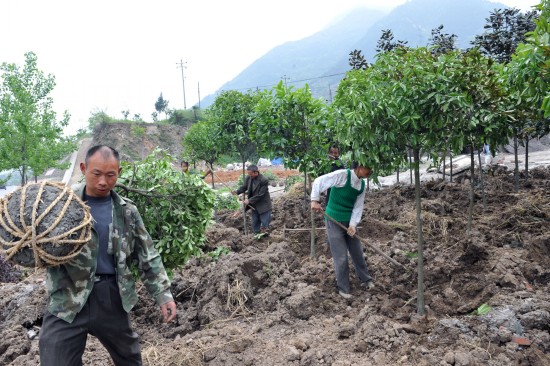 图文:弦鑫景观园林绿化队园林工人在植树