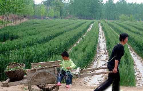 组图:留守母亲留给人们朴实无华的身影
