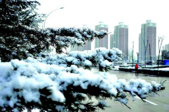 11日早晨，烟台市区下起鹅毛般的大雪。