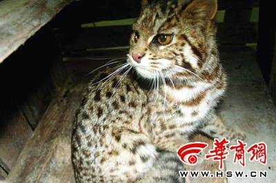 以为抓到金钱豹专家一看说是山猫(图)