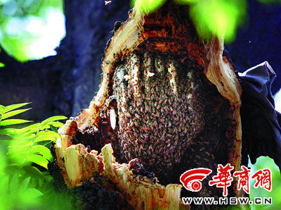 有蜂窝_为什么蒸鸡蛋会有蜂窝？