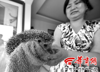 刺猬生的三个宝宝都死了原来是不该将它带回家