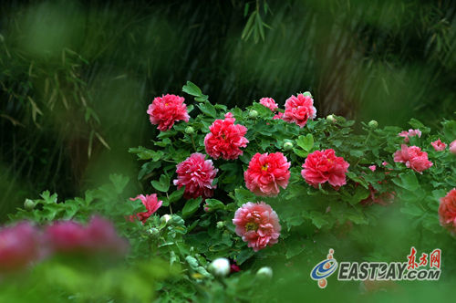 全国牡丹摄影艺术精品展 在上海图书馆举行[图