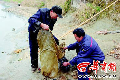 地笼网汉江捕鱼抢了朱鹮饭碗(图)