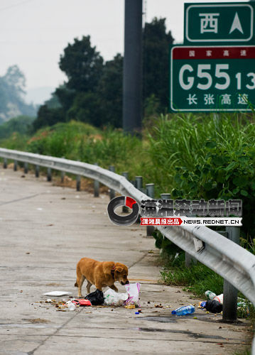 长常高速长沙西收费站垃圾成堆 草地变厕所[图