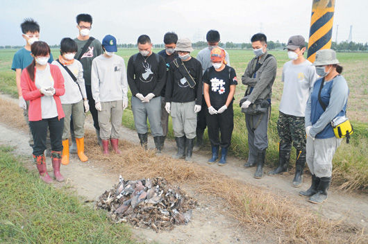 屏东稻谷喷好年冬 18甲地死3千鸟(图)