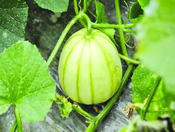 沪金山亭林雪瓜最快5月底上市 7两以上6个80