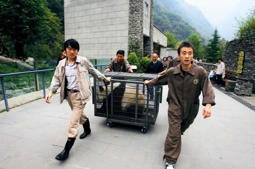 济南动物园熊猫意外死亡调查:借展牵涉各方利益