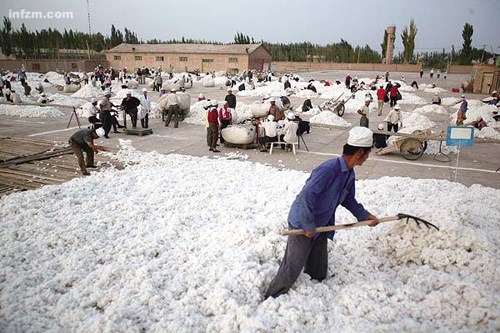 期货拽动新疆棉花市场 籽棉收购价几个月翻一