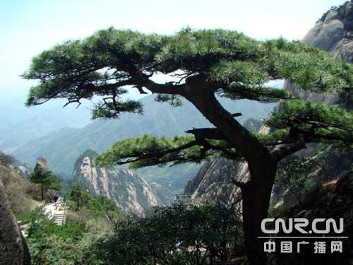 黄山春光无限好[组图]