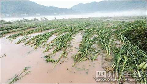 州遭遇特大暴雨铁索桥被洪水冲毁(图)_天气预报