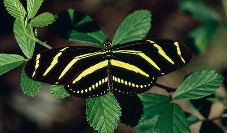 [昆虫]世界上12种最漂亮迷人的蝴蝶