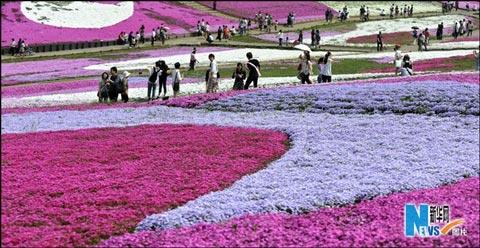 日本东京 春花烂漫(组图)_天气预报